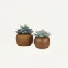 Succulente Artificielle Pot Bois 15cm Lot De 2
