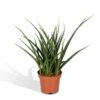 Sansevieria Fernwood Punk - H30cm, ø12cm - Plante D'intérieur Sans Entretien -Grasses Fleurs Soldes Boutique b0351f1890170075
