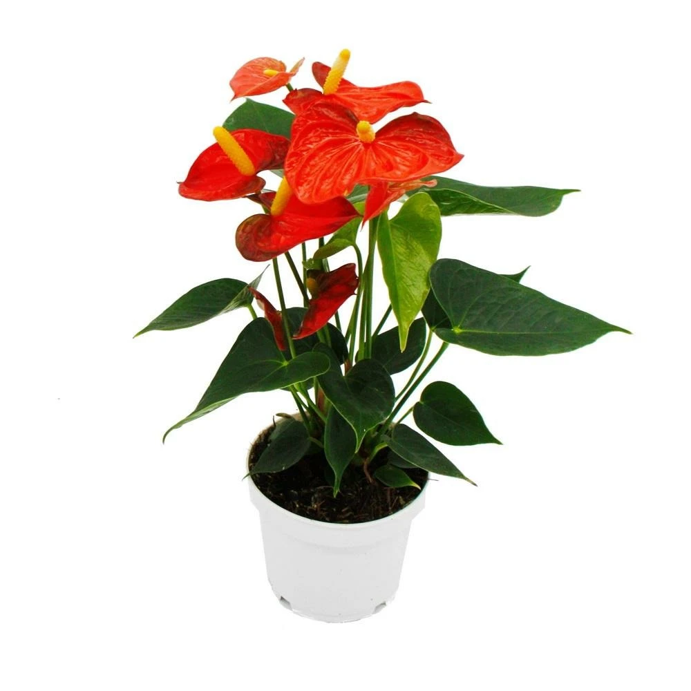 Fleur De Flamant Rose - Anthurium Andreanum - Anthurium - Pot 12cm - "orange Champion 4 Fleur De Flamant Rose - Anthurium Andreanum - Anthurium - Pot 12cm - "orange Champion – Image 2