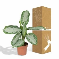 Aglaonema Silver Bay - H55cm, ø17cm - Plante D'intérieur 11 Aglaonema Silver Bay - H55cm, ø17cm - Plante D'intérieur -Grasses Fleurs Soldes Boutique b5f3c26db9e6b948