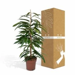 Ficus Amstel King - H100cm, ø21cm - Très Grande Plante D'intérieur 11 Ficus Amstel King - H100cm, ø21cm - Très Grande Plante D'intérieur -Grasses Fleurs Soldes Boutique b65ad4a4798c5ea3