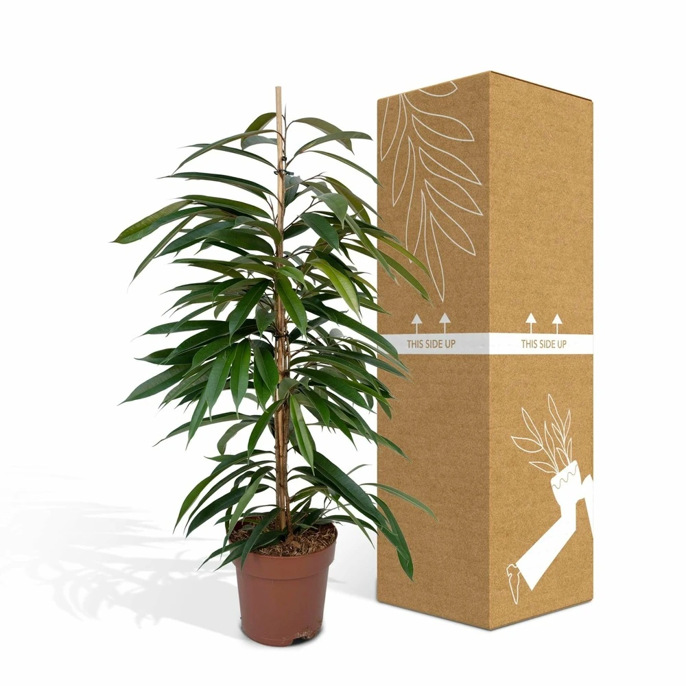 Ficus Amstel King - H100cm, ø21cm - Très Grande Plante D'intérieur 7 Ficus Amstel King - H100cm, ø21cm - Très Grande Plante D'intérieur – Image 5