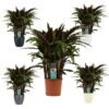 Plante D'ombrage Aux Feuilles Rouge-vert - Calathea Rufibarba Elgegrass - Pot De 17cm - Environ 65-70cm De Haut -Grasses Fleurs Soldes Boutique b69c726cc2ad5715