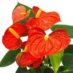 Fleur De Flamant Rose - Anthurium Andreanum - Anthurium - Pot 12cm - "orange Champion 7 Fleur De Flamant Rose - Anthurium Andreanum - Anthurium - Pot 12cm - "orange Champion -Grasses Fleurs Soldes Boutique b7097dee7be0935f