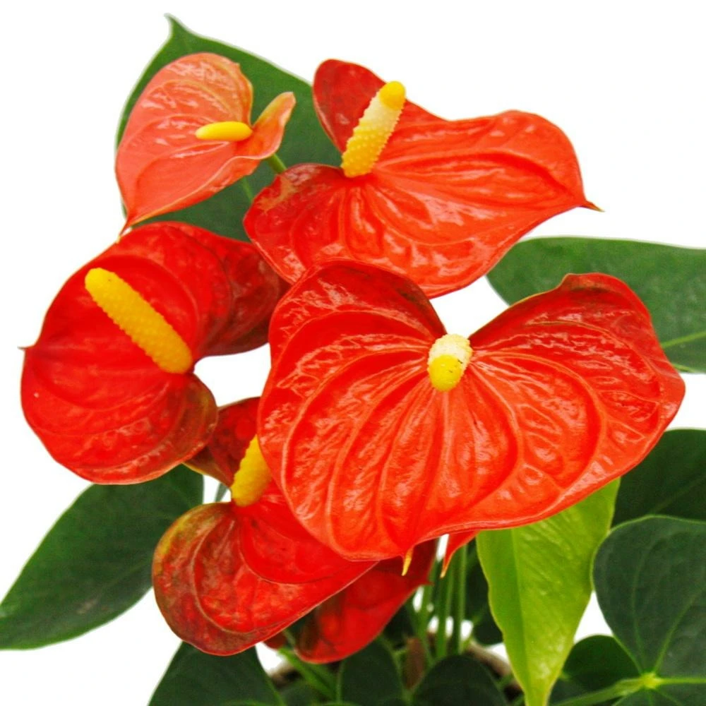 Fleur De Flamant Rose - Anthurium Andreanum - Anthurium - Pot 12cm - "orange Champion 5 Fleur De Flamant Rose - Anthurium Andreanum - Anthurium - Pot 12cm - "orange Champion – Image 3