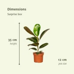 Box Suprise X6 - Plantes D'intérieur -Grasses Fleurs Soldes Boutique bb903151827f8d7f