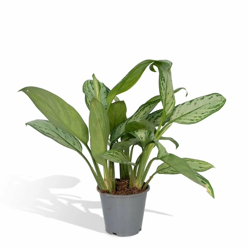 Aglaonema Christina - H30cm, ø12cm - Plante D'intérieur 3 Aglaonema Christina - H30cm, ø12cm - Plante D'intérieur