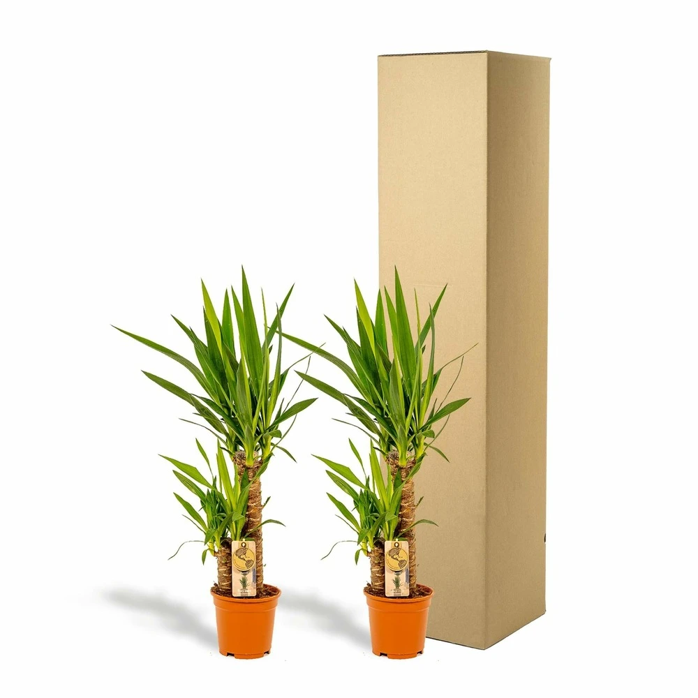 Yucca X2 - H90cm, ø17cm - Grandes Plantes D'intérieur 7 Yucca X2 - H90cm, ø17cm - Grandes Plantes D'intérieur – Image 5