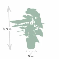 Anthurium Rouge - H40cm, ø12cm - Plante D'intérieur 10 Anthurium Rouge - H40cm, ø12cm - Plante D'intérieur -Grasses Fleurs Soldes Boutique c9996e5be3d5689d