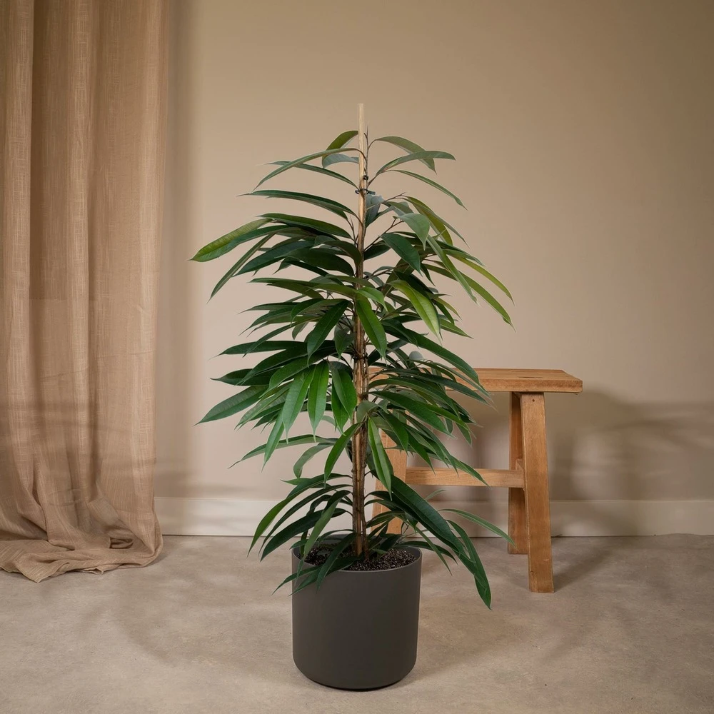 Ficus Amstel King - H100cm, ø21cm - Très Grande Plante D'intérieur 4 Ficus Amstel King - H100cm, ø21cm - Très Grande Plante D'intérieur – Image 2