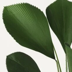 Palmier Artificiel Cuillère Licuala 110cm -Grasses Fleurs Soldes Boutique cd7baedf06194b5b