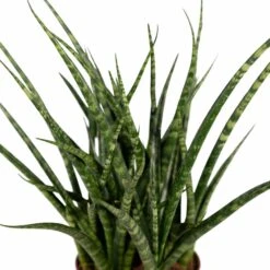 Sansevieria Fernwood Punk - H30cm, ø12cm - Plante D'intérieur Sans Entretien -Grasses Fleurs Soldes Boutique cda90238b05458e8