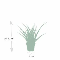 Sansevieria Fernwood Punk - H30cm, ø12cm - Plante D'intérieur Sans Entretien -Grasses Fleurs Soldes Boutique ce253637df77bdc2