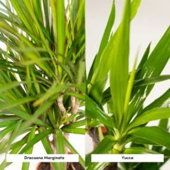 Yucca, Dracaena, Duo De Plantes - Grandes Plantes D'intérieur -Grasses Fleurs Soldes Boutique d1d1d0ea17925e83
