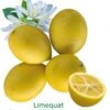 Limequat Bio Tailles:pot De 3 Litres, Hauteur 30/40 Cm -Grasses Fleurs Soldes Boutique d5f61f2fcc042fb9