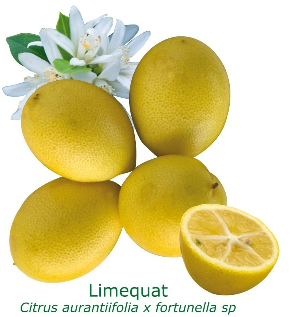 Limequat Bio Tailles:pot De 3 Litres, Hauteur 30/40 Cm 3 Limequat Bio Tailles:pot De 3 Litres, Hauteur 30/40 Cm