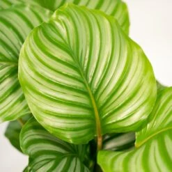Calathea Orbifolia Et Son Panier Naturel - H40cm, ø14 Cm - Plante D'intérieur -Grasses Fleurs Soldes Boutique d97a7b4d48e83e9c