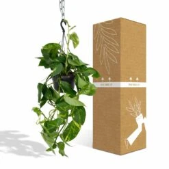 Epipremnum Aureum Scindapsus - H25cm, ø15cm - Plante D'intérieur Tombante -Grasses Fleurs Soldes Boutique db9b20f124efbe7d