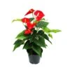 Flamant Flamant Rouge, Anthurium Anderanum, Pot De 17cm -Grasses Fleurs Soldes Boutique dd8a3cda76eb9c9a