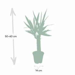 Yucca - H40cm, ø14cm - Plante D'intérieur 10 Yucca - H40cm, ø14cm - Plante D'intérieur -Grasses Fleurs Soldes Boutique dfb4e1d60cd870d4