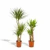 Yucca, Dracaena, Duo De Plantes - Grandes Plantes D'intérieur -Grasses Fleurs Soldes Boutique dfeff878ac5be6f2