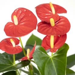 Anthurium Rouge - H40cm, ø12cm - Plante D'intérieur 9 Anthurium Rouge - H40cm, ø12cm - Plante D'intérieur -Grasses Fleurs Soldes Boutique e3860a8fe5bc4c77