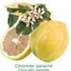 Citronnier Rose 4 Saisons Bio Tailles:pot De 3 Litres, Hauteur 30/40 Cm -Grasses Fleurs Soldes Boutique e57bdc03fb8a5e7c