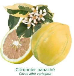 Citronnier Rose 4 Saisons Bio Tailles:pot De 3 Litres, Hauteur 30/40 Cm