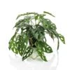Emerald Buisson Monstera Artificiel Monkey 55 Cm En Pot 1 Emerald Buisson Monstera Artificiel Monkey 55 Cm En Pot -Grasses Fleurs Soldes Boutique e82e64445abaadc5