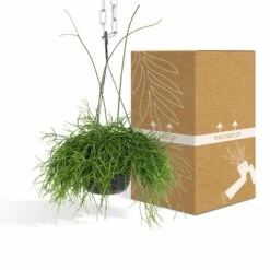 Rhipsalis Baccifera - H30cm, ø12cm - Plante D'intérieur Tombante 10 Rhipsalis Baccifera - H30cm, ø12cm - Plante D'intérieur Tombante -Grasses Fleurs Soldes Boutique e978edd2f51248df