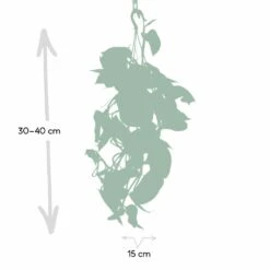 Epipremnum Aureum Scindapsus - H25cm, ø15cm - Plante D'intérieur Tombante -Grasses Fleurs Soldes Boutique eb0c820c9f03c051