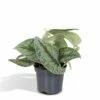 Pothos Scindapsus Pictus Epipremnum - H15cm, ø12cm - Plante D'intérieur Tombante -Grasses Fleurs Soldes Boutique ee5670c5e93d6a40