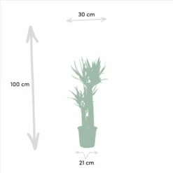 Yucca X3 - Grandes Plantes D'intérieur 10 Yucca X3 - Grandes Plantes D'intérieur -Grasses Fleurs Soldes Boutique f0602f8bf1fb9d9b