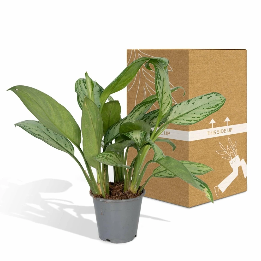 Aglaonema Christina - H30cm, ø12cm - Plante D'intérieur 7 Aglaonema Christina - H30cm, ø12cm - Plante D'intérieur – Image 5