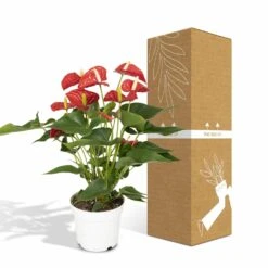 Anthurium Rouge - H55cm, ø17cm - Plante D'intérieur -Grasses Fleurs Soldes Boutique f142fbabc9731d72
