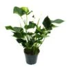 Flamant Flamant Blanc, Anthurium Anderanum, Pot De 17cm -Grasses Fleurs Soldes Boutique f35ea9b05bee7344