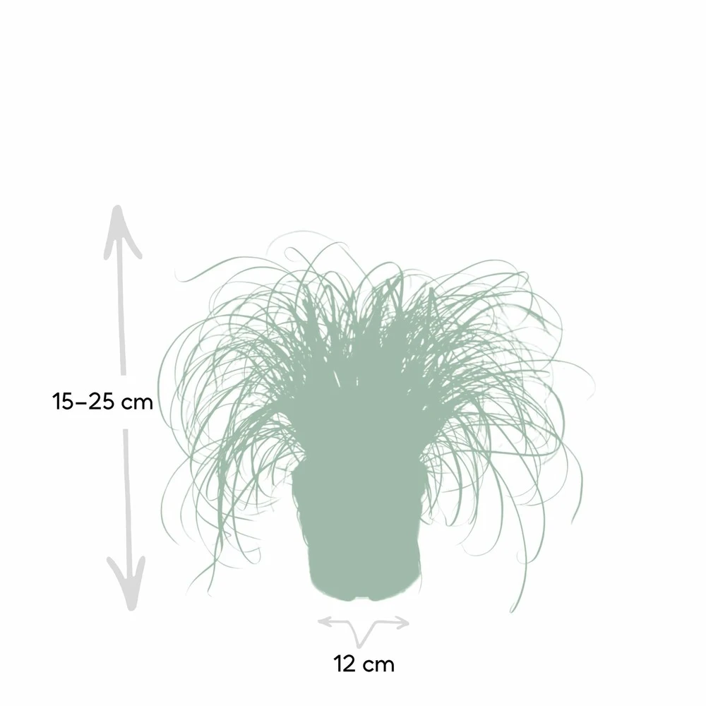 Herbe à Chat - H20cm, ø12cm - Plante D'intérieur 6 Herbe à Chat - H20cm, ø12cm - Plante D'intérieur – Image 4