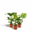 Monstera Deliciosa, Bananier Musa, Strelitzia Nicolai - Grandes Plantes D'intérieur -Grasses Fleurs Soldes Boutique f4cb8fd271aa8fae