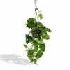 Epipremnum Aureum Scindapsus - H25cm, ø15cm - Plante D'intérieur Tombante -Grasses Fleurs Soldes Boutique fef830d6c5060660